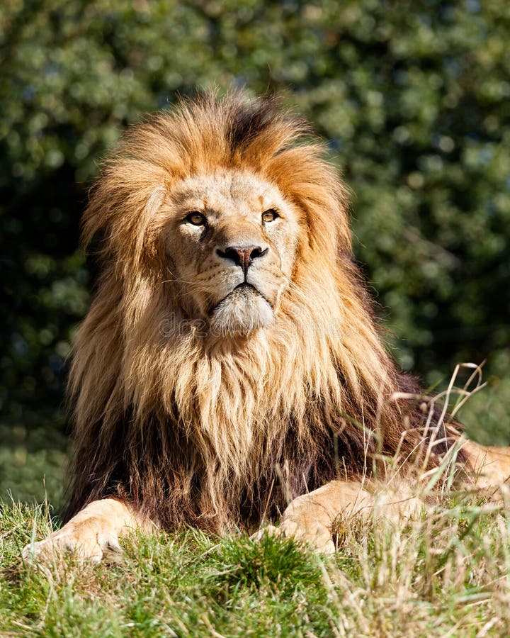 Leão majestoso orgulhoso que senta-se na grama