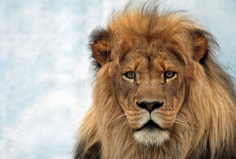 Leão masculino