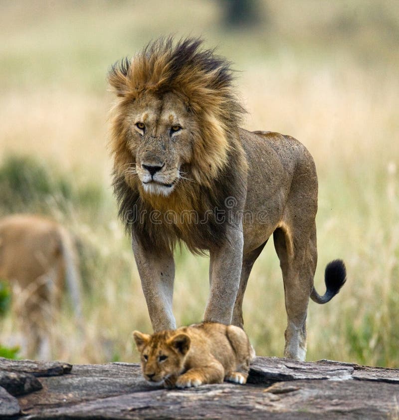 Leão masculino grande com filhote Parque nacional kenya tanzânia Masai Mara serengeti fotografia de stock Leão masculino grande com filhote Parque nacional kenya tanzânia Masai Mara serengeti fotografia de stock