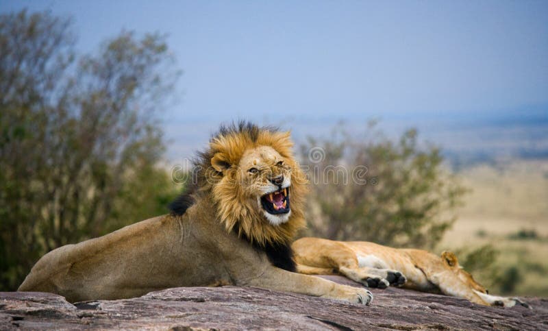 Leão masculino grande com juba lindo em uma rocha grande Parque nacional kenya tanzânia Masai Mara serengeti foto de stock Leão masculino grande com juba lindo em uma rocha grande Parque nacional kenya tanzânia Masai Mara serengeti foto de stock