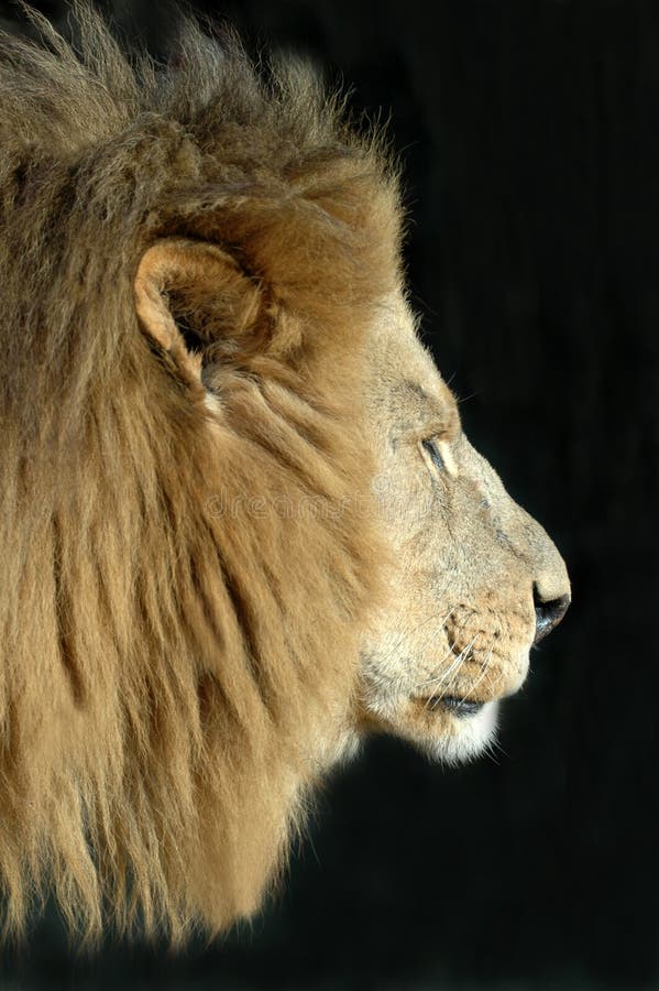 The magnificent male lion, isolated on a black background. The magnificent male lion, isolated on a black background.