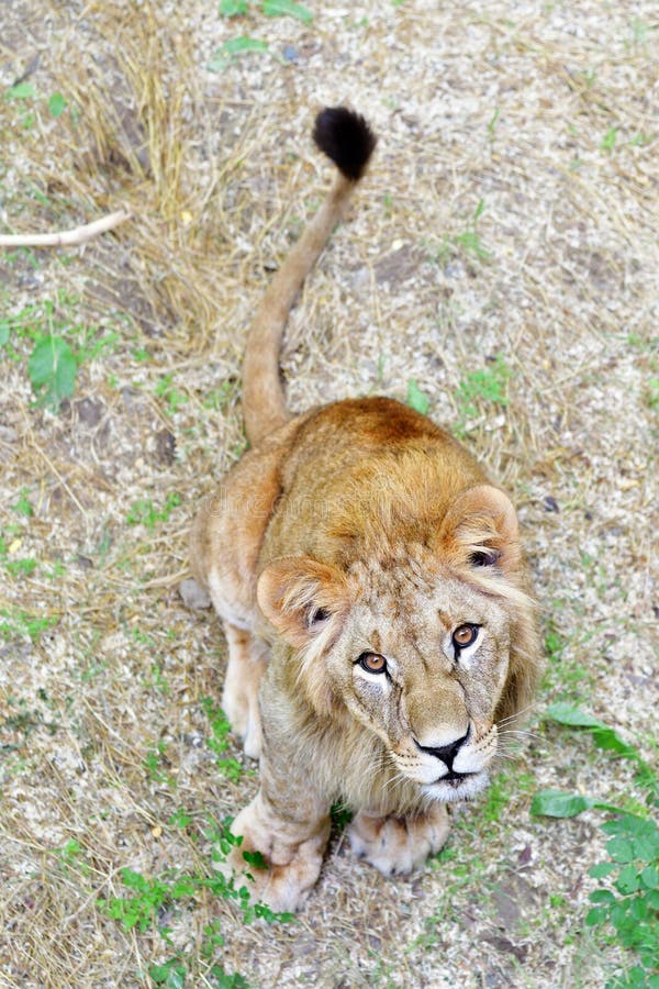 Leão novo curioso bonito foto de stock royalty free