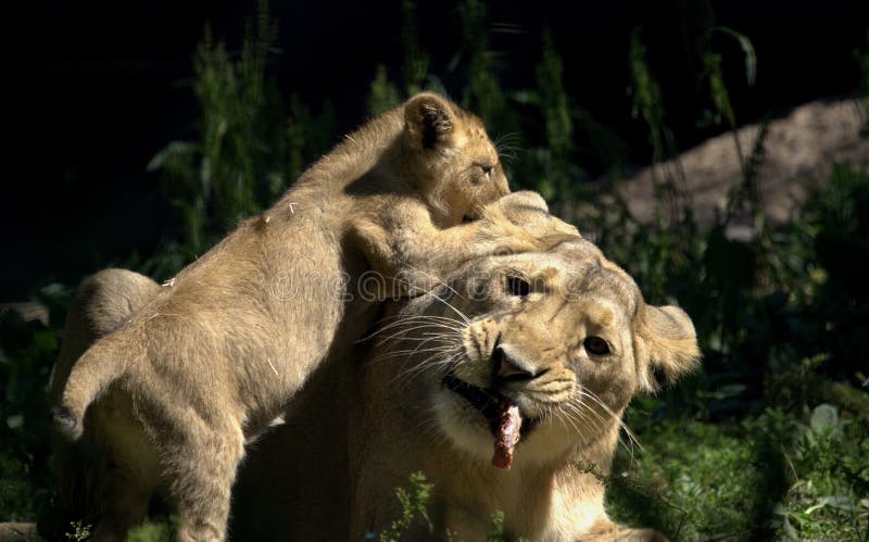 Leão pequeno do bebê que joga com sua mãe em um jardim zoológico imagem de stock Leão pequeno do bebê que joga com sua mãe em um jardim zoológico imagem de stock