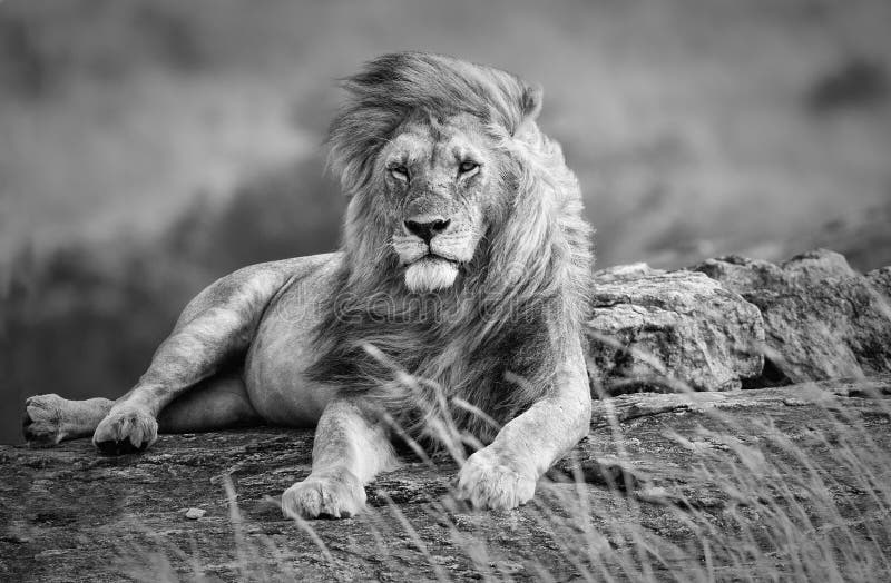 Leão poderoso e bonito que descansa no savana africano, preto e branco imagem de stock