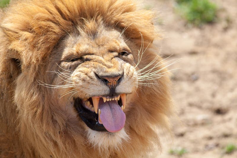 Leão que puxa uma cara funnny Língua animal e dentes caninos