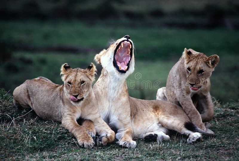 Lion Yawning. Lion Yawning