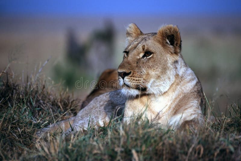 Lioness Portrait. Lioness Portrait