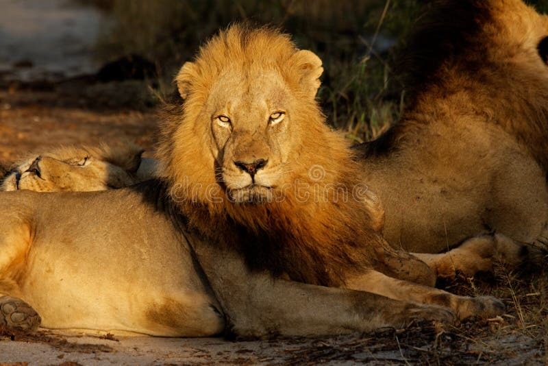 Big male African lion (Panthera leo) resting in early morning light, South Africa. Big male African lion (Panthera leo) resting in early morning light, South Africa