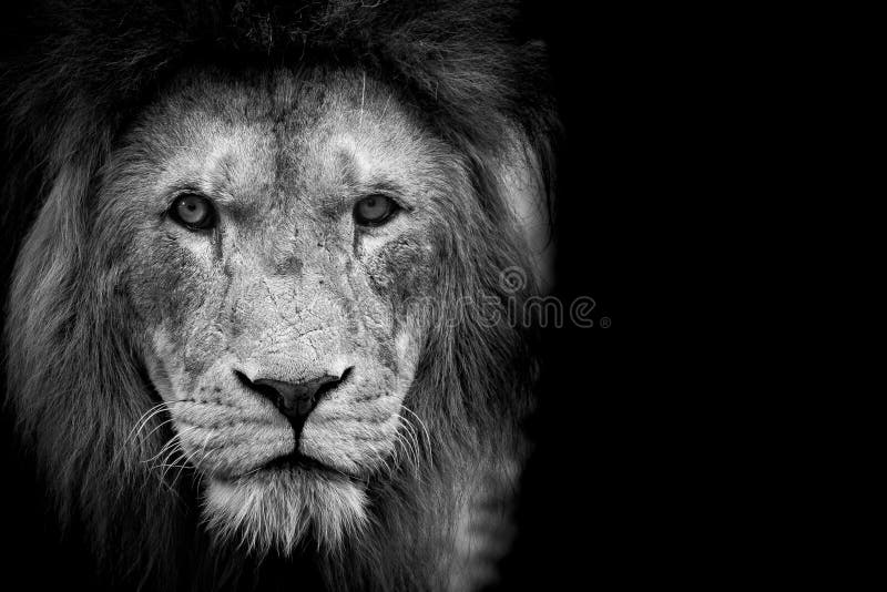 León blanco y negro imágenes de archivo libres de regalías León blanco y negro imágenes de archivo libres de regalías