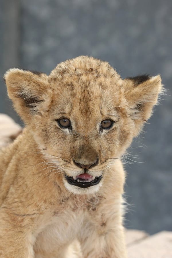 Alert small lion cub with brown fur. Alert small lion cub with brown fur