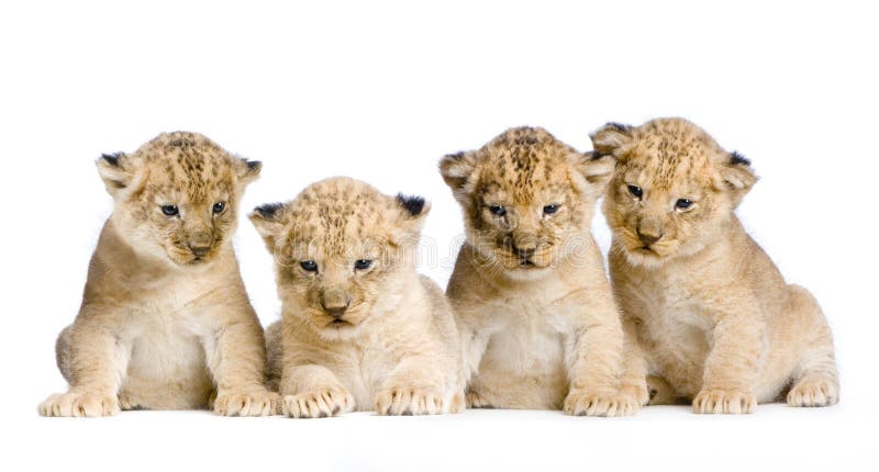 Lion Cub (3 weeks) in front of a white background. All my pictures are taken in a photo studio. Lion Cub (3 weeks) in front of a white background. All my pictures are taken in a photo studio.