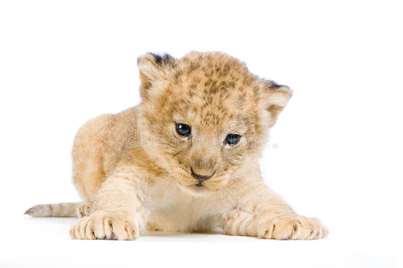 Lion Cub (3 weeks) lying down in front of a white background. All my pictures are taken in a photo studio. Lion Cub (3 weeks) lying down in front of a white background. All my pictures are taken in a photo studio.