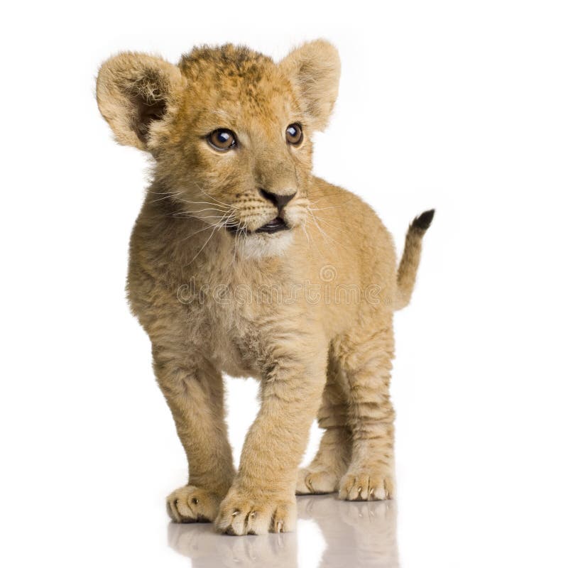 Lion Cub (3 months) in front of a white background. Lion Cub (3 months) in front of a white background.