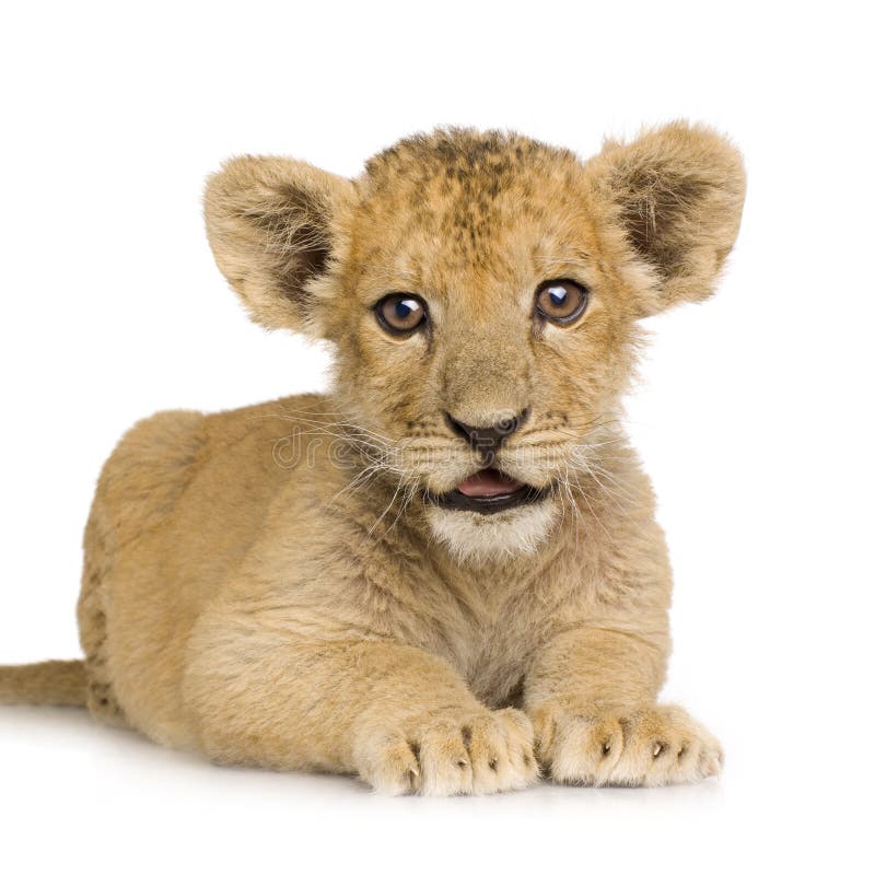 Lion Cub (3 months) in front of a white background. Lion Cub (3 months) in front of a white background.