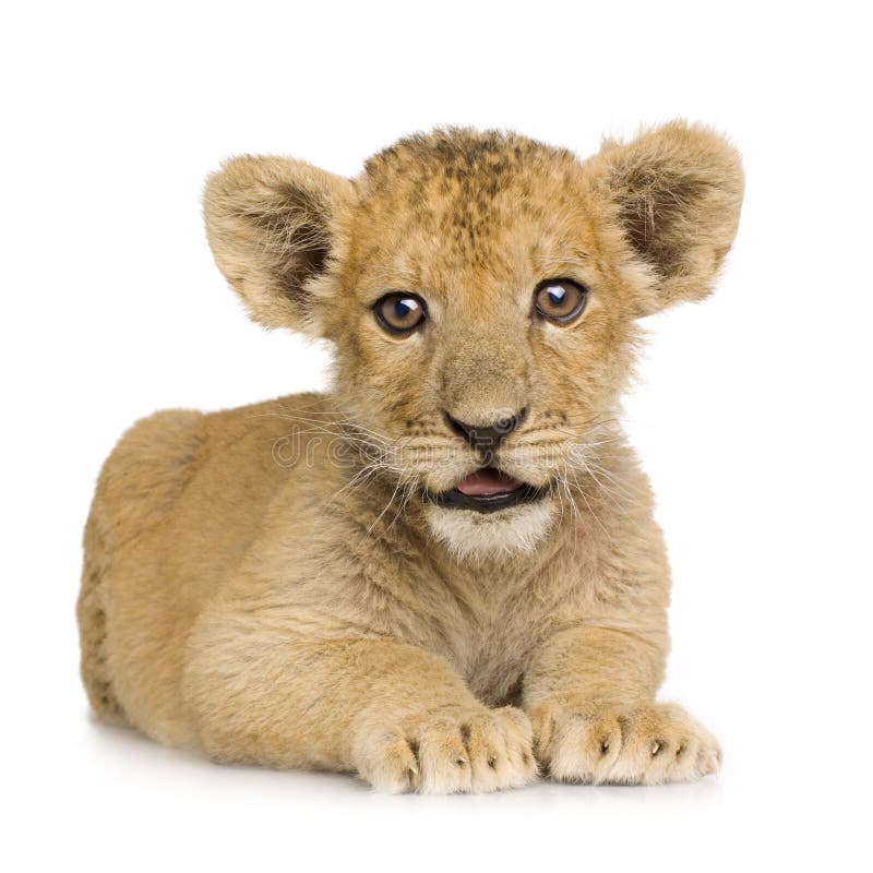 Lion Cub (3 months) in front of a white background. Lion Cub (3 months) in front of a white background.