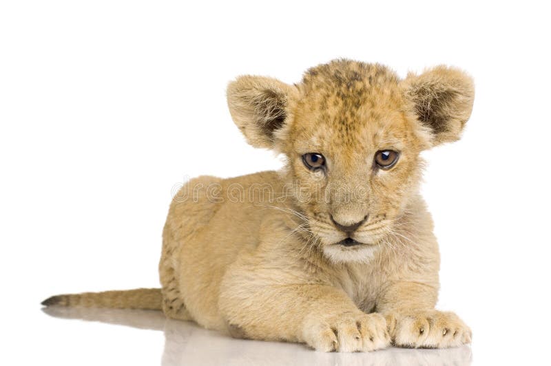 Lion Cub (3 months) in front of a white background. Lion Cub (3 months) in front of a white background.