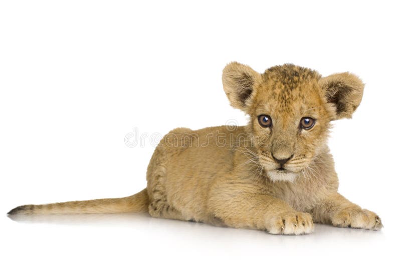 Lion Cub (3 months) in front of a white background. Lion Cub (3 months) in front of a white background.