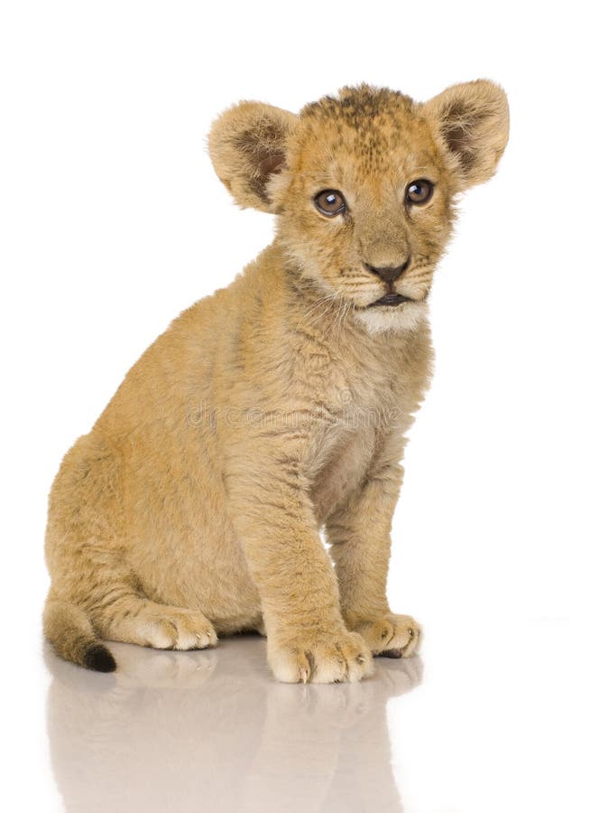 Lion Cub (3 months) in front of a white background. Lion Cub (3 months) in front of a white background.