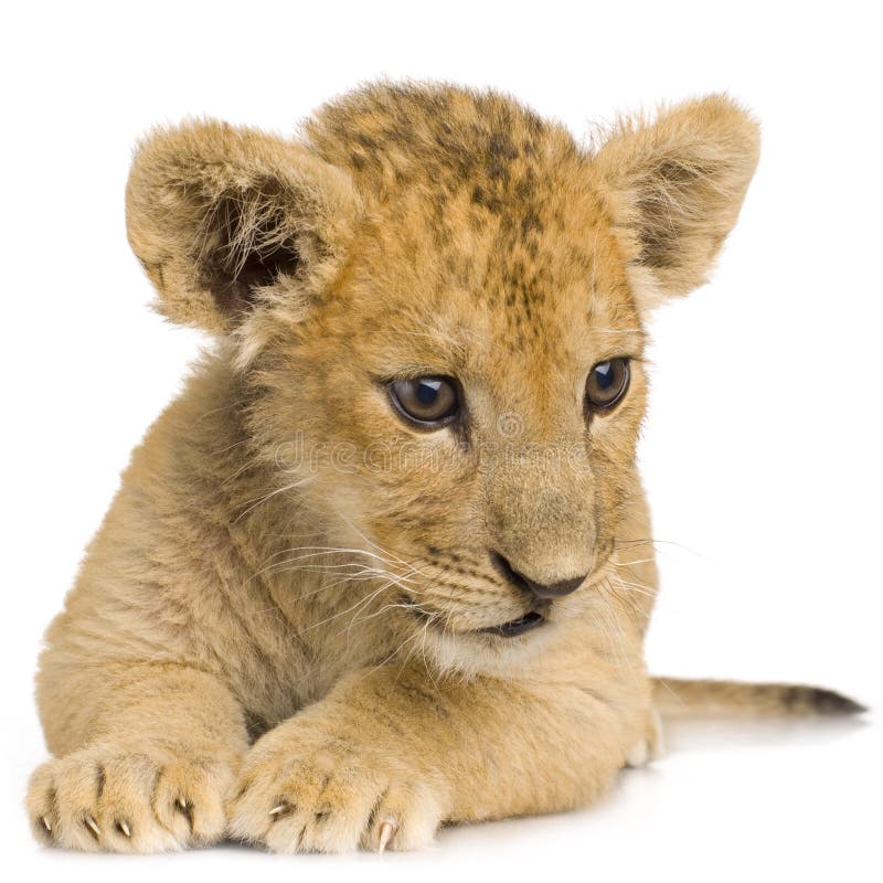 Lion Cub (3 months) in front of a white background. Lion Cub (3 months) in front of a white background.