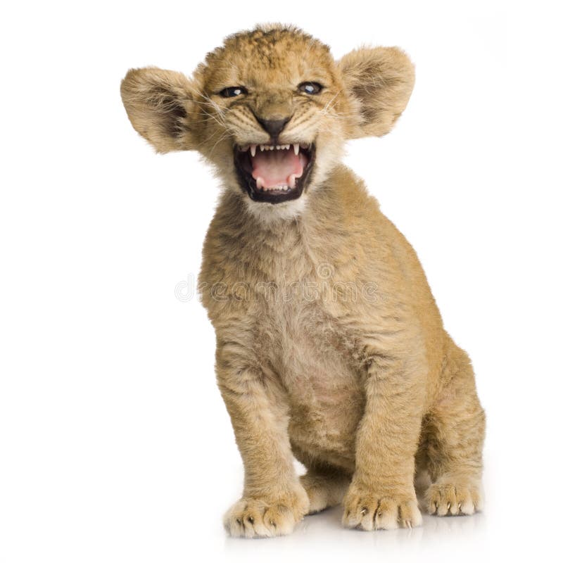 Lion Cub (3 months) in front of a white background. Lion Cub (3 months) in front of a white background.