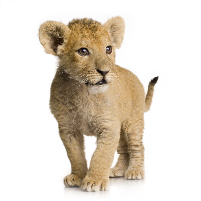 Lion Cub (3 months) in front of a white background. Lion Cub (3 months) in front of a white background.