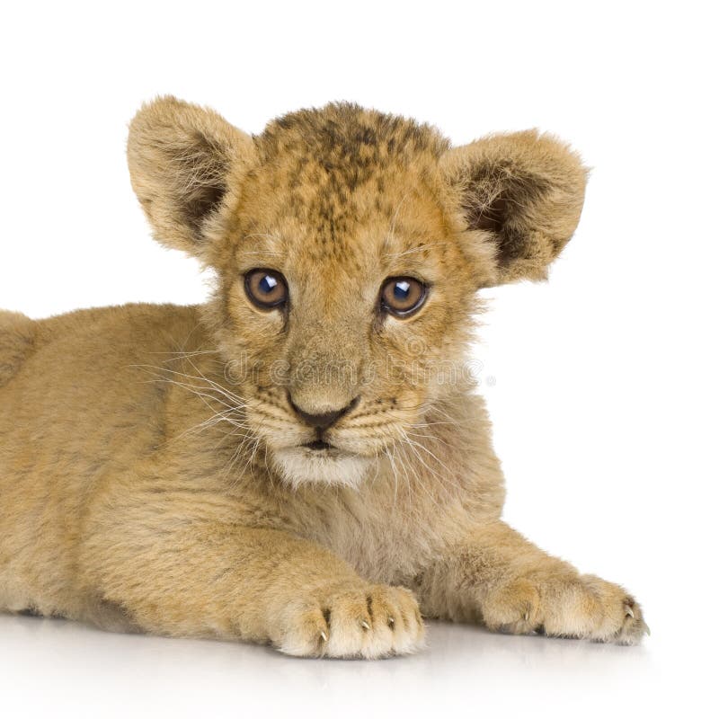 Lion Cub (3 months) in front of a white background. Lion Cub (3 months) in front of a white background.