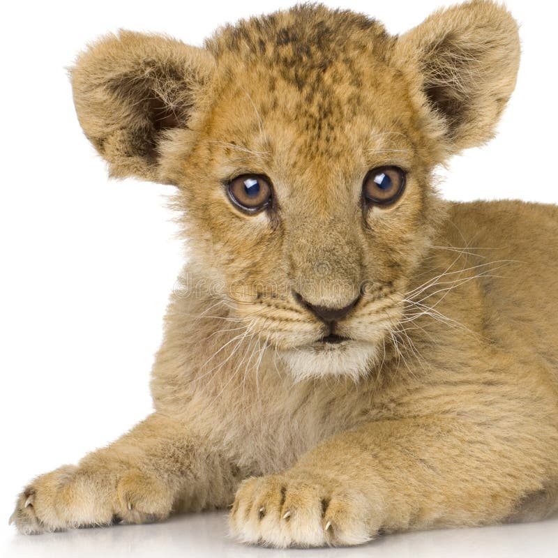 Lion Cub (3 months) in front of a white background. Lion Cub (3 months) in front of a white background.