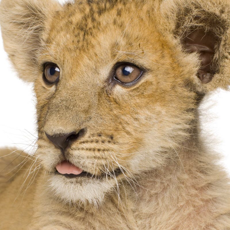 Lion Cub (3 months) in front of a white background. Lion Cub (3 months) in front of a white background.