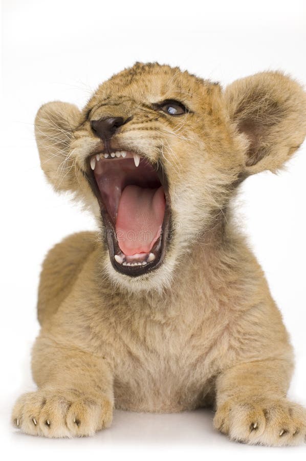 Lion Cub (3 months) in front of a white background. Lion Cub (3 months) in front of a white background.