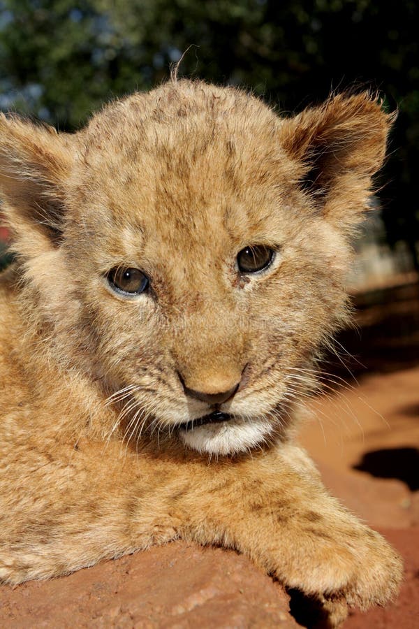 A small lion cub outside in the sun. A small lion cub outside in the sun