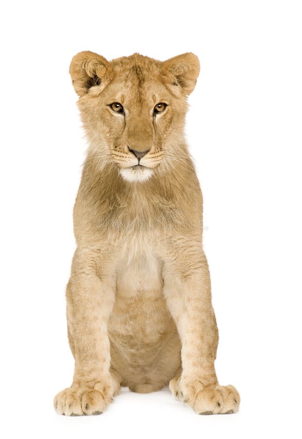 Lion Cub (9 months) in front of a white background. Lion Cub (9 months) in front of a white background
