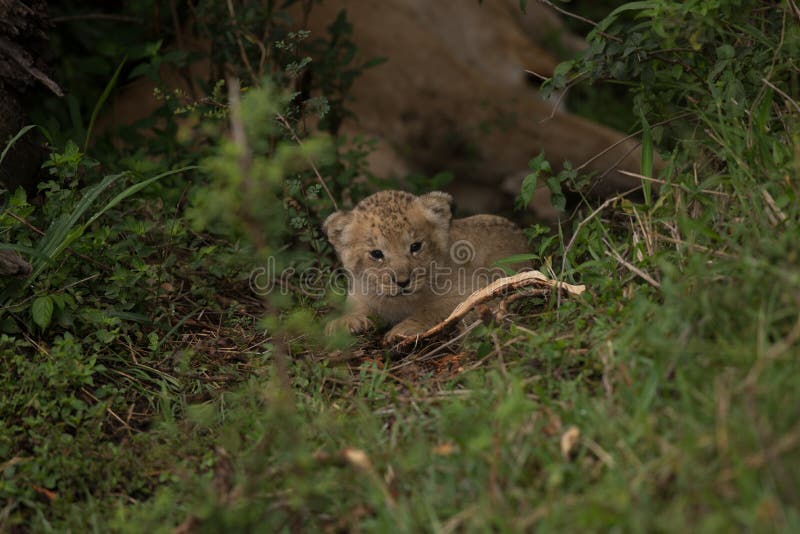 Cute baby lion cub nested away next to mother. Cute baby lion cub nested away next to mother.