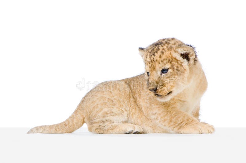 Lion Cub (3 weeks) lying down in front of a white background. All my pictures are taken in a photo studio. Lion Cub (3 weeks) lying down in front of a white background. All my pictures are taken in a photo studio.