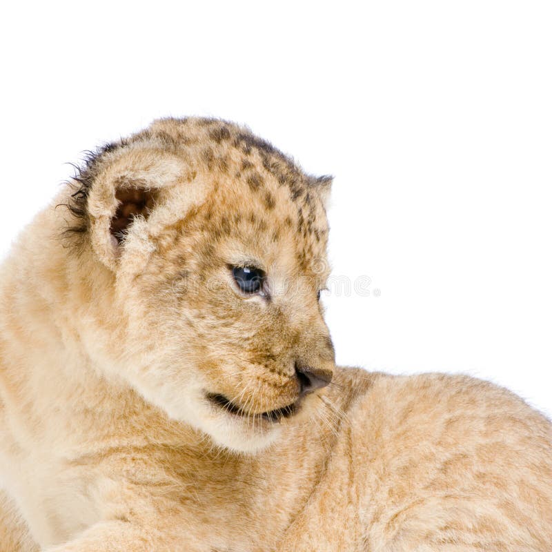 Lion Cub (3 weeks) lying down in front of a white background. All my pictures are taken in a photo studio. Lion Cub (3 weeks) lying down in front of a white background. All my pictures are taken in a photo studio.