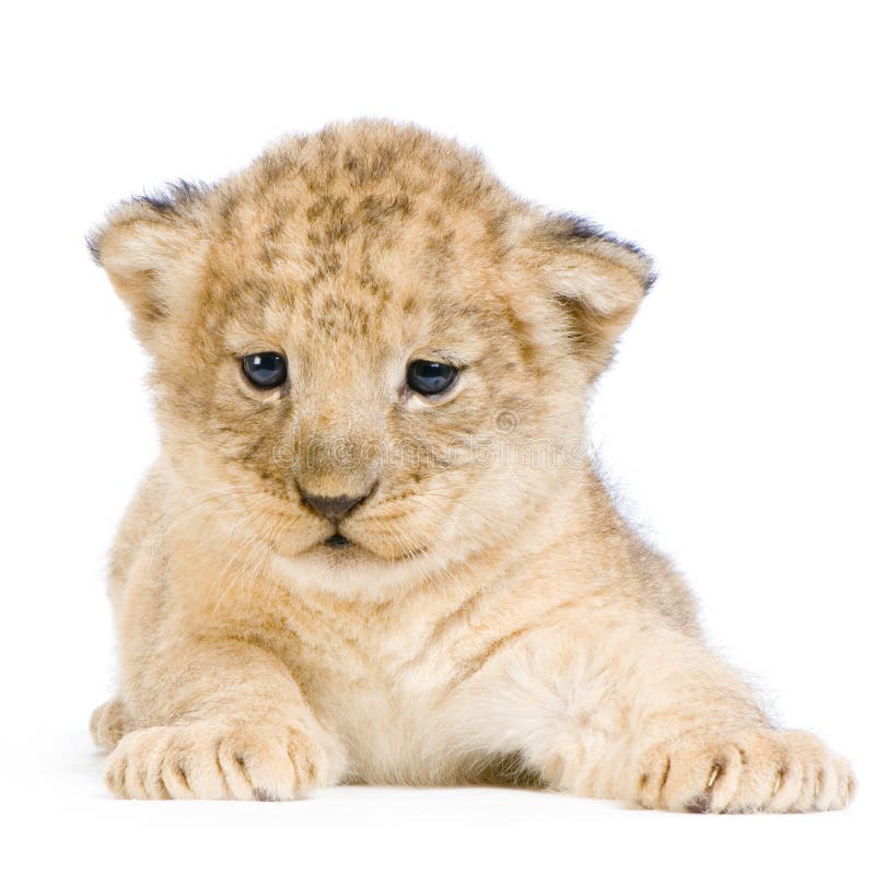 Lion Cub (3 weeks) lying down in front of a white background. All my pictures are taken in a photo studio. Lion Cub (3 weeks) lying down in front of a white background. All my pictures are taken in a photo studio.