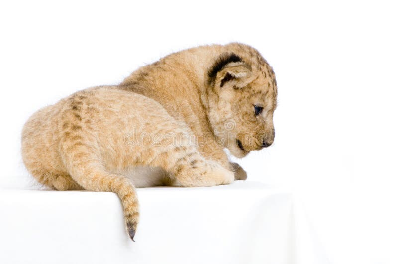 Lion Cub (3 weeks) lying down in front of a white background. All my pictures are taken in a photo studio. Lion Cub (3 weeks) lying down in front of a white background. All my pictures are taken in a photo studio.