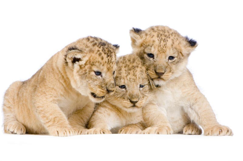 Lion Cubs (3 weeks) in front of a white background. All my pictures are taken in a photo studio. Lion Cubs (3 weeks) in front of a white background. All my pictures are taken in a photo studio.