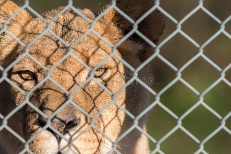León enjaulado mirando por la valla Imagen de derechos de animales cautivos