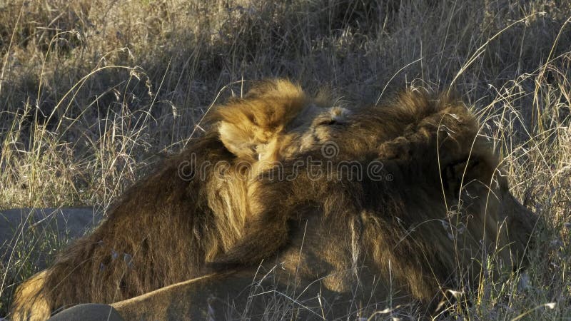León macho cercano lamiendo a un hermano en serengeti almacen de metraje de vídeo