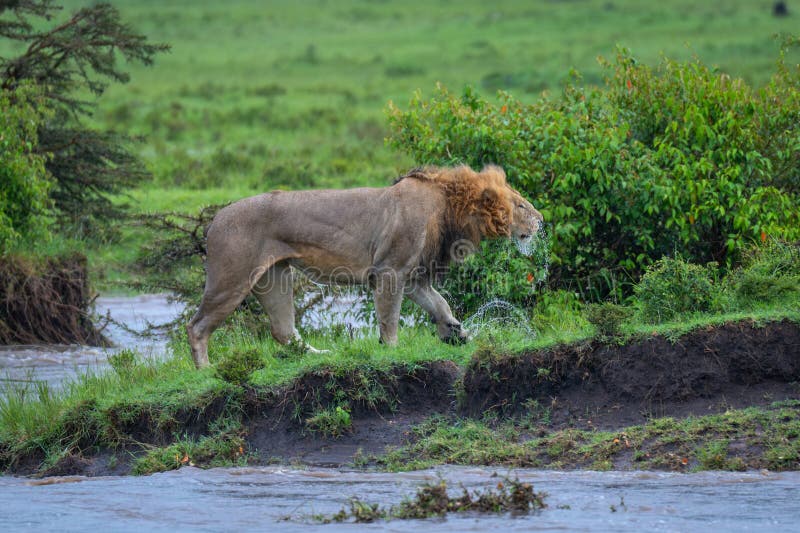 León macho trepa la cabeza sacudida de la orilla del río imágenes de archivo libres de regalías