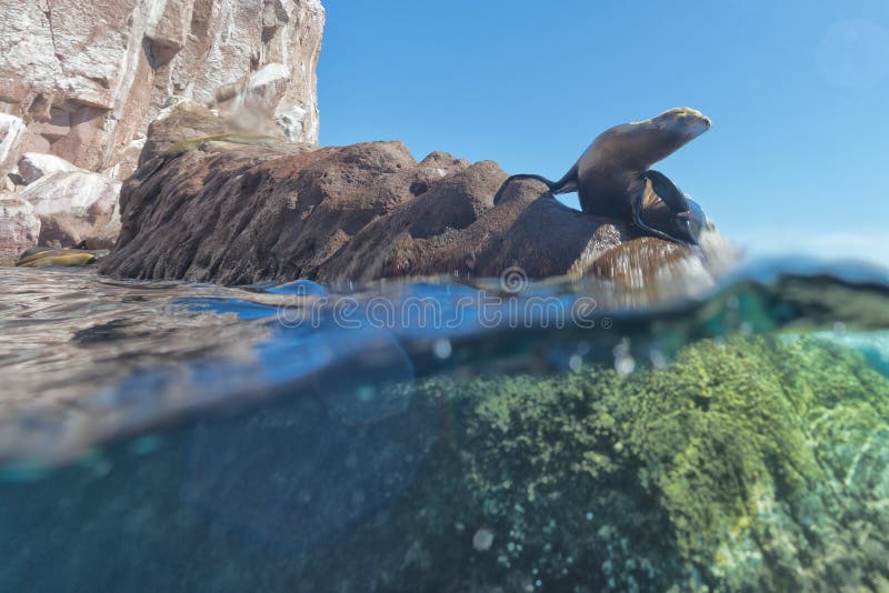 León marino debajo y agua superior que le mira foto de archivo León marino debajo y agua superior que le mira foto de archivo