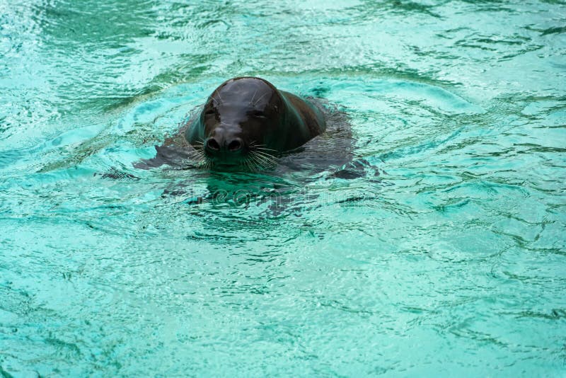 León marino que toma un baño fotos de archivo León marino que toma un baño fotos de archivo