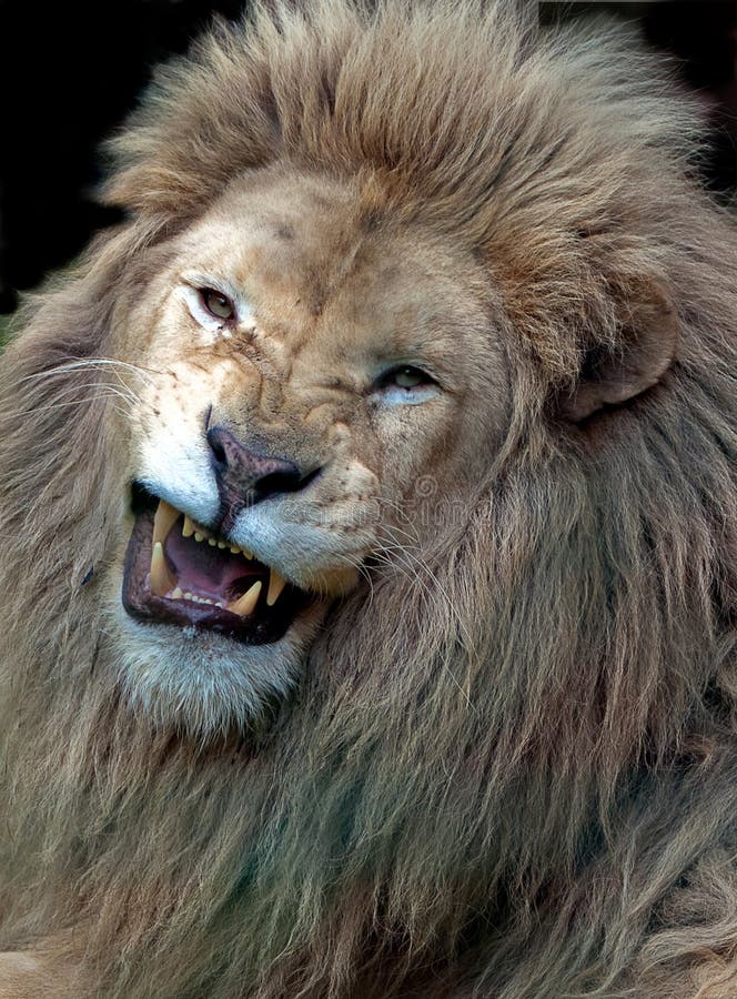 León masculino blanco enojado fotografía de archivo