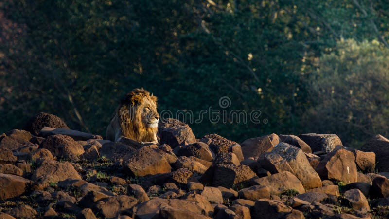 León masculino entre rocas en Suráfrica foto de archivo libre de regalías León masculino entre rocas en Suráfrica foto de archivo libre de regalías