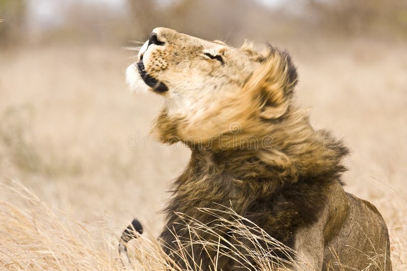 León masculino salvaje que se sacude, parque nacional de Kruger, Suráfrica imágenes de archivo libres de regalías León masculino salvaje que se sacude, parque nacional de Kruger, Suráfrica imágenes de archivo libres de regalías