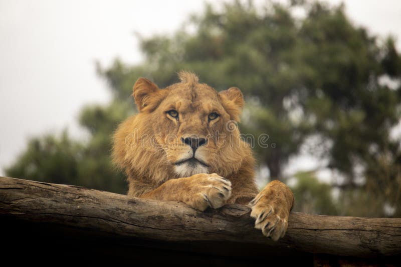 León que descansa sobre un registro imagen de archivo León que descansa sobre un registro imagen de archivo