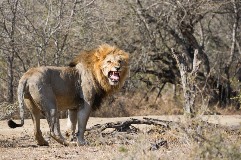 León que mira la cámara Suráfrica de bostezo fotos de archivo León que mira la cámara Suráfrica de bostezo fotos de archivo