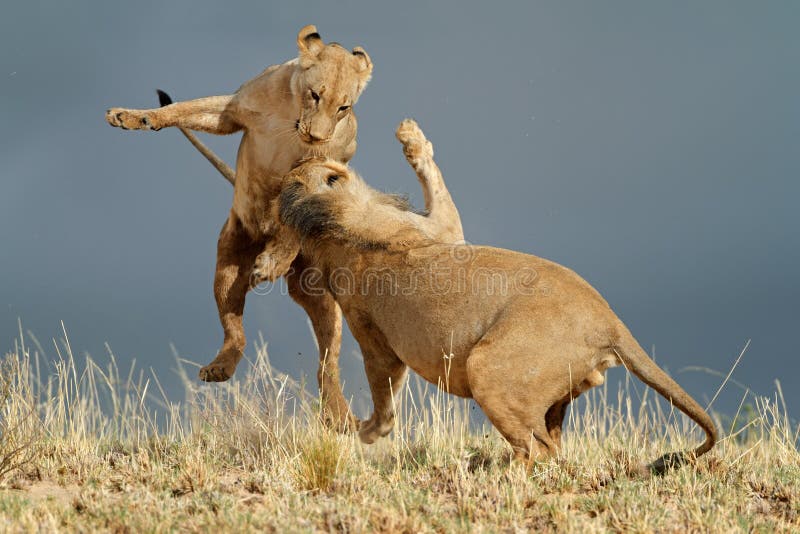 Leões africanos brincalhão