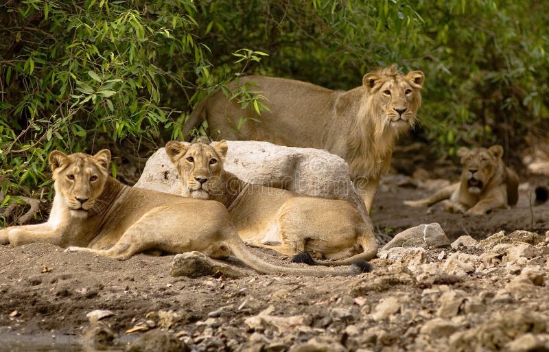 This lion family is shot in Sasan-gir national park in Gujrat state of India. This lion family is shot in Sasan-gir national park in Gujrat state of India.