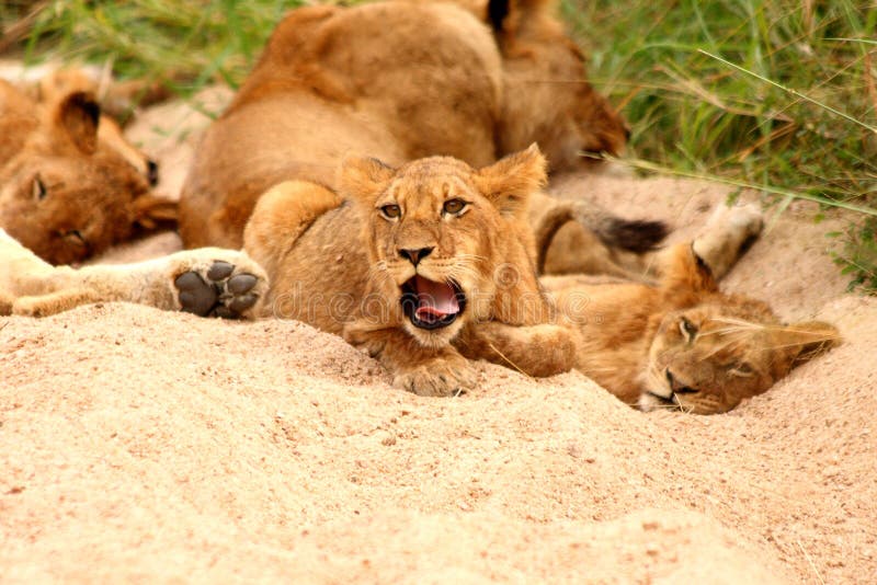Leões na reserva do jogo da areia de Sabi foto de stock Leões na reserva do jogo da areia de Sabi foto de stock